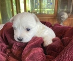 Small Photo #5 Coton de Tulear Puppy For Sale in RUBICON, WI, USA