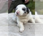 Small Photo #99 Border Collie Puppy For Sale in MOSIER, OR, USA