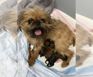 Brussels Griffon Litter for sale in LAKE VILLA, IL, USA