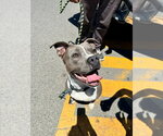 Small #9 American Staffordshire Terrier Mix