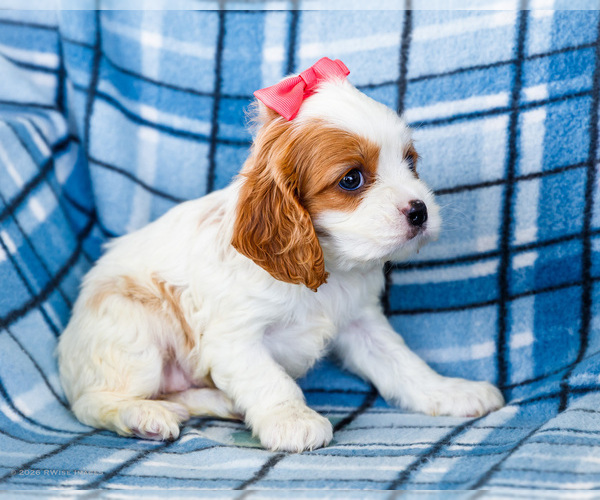 Medium Photo #36 Cockalier Puppy For Sale in WAKARUSA, IN, USA