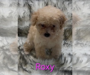 Poodle (Miniature) Puppy for sale in AZLE, TX, USA