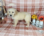 Small Photo #56 Golden Retriever Puppy For Sale in FALCON, CO, USA