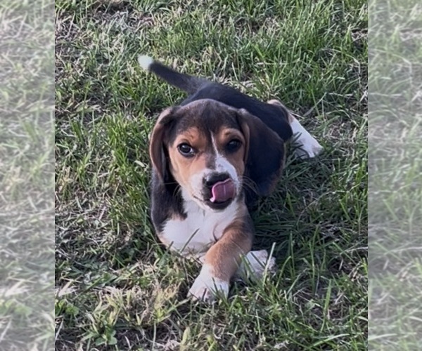 Medium Photo #1 Beagle Puppy For Sale in MINERAL POINT, WI, USA