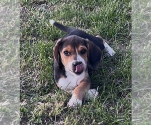 Beagle Puppy for sale in MINERAL POINT, WI, USA