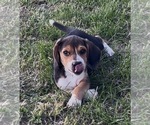 Female - Female Beagle Puppy for Sale - Small photo