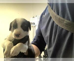 Border Collie-Unknown Mix Dogs for adoption in Visalia, CA, USA