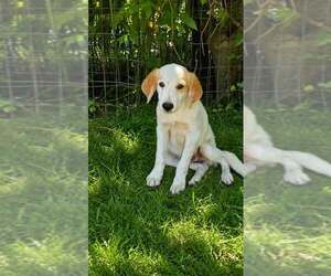 Pyrenees Border Collie Dogs for adoption in Oakhurst, NJ, USA