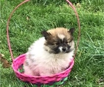 Small Photo #1 Pomeranian Puppy For Sale in WEST PLAINS, MO, USA