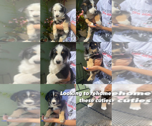 Border-Aussie-Shug Mix Puppy for sale in RIALTO, CA, USA