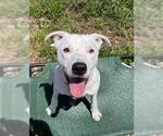 Small #2 American Pit Bull Terrier Mix