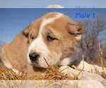 Small Photo #11 Central Asian Shepherd Dog Puppy For Sale in Winnipeg, Manitoba, Canada