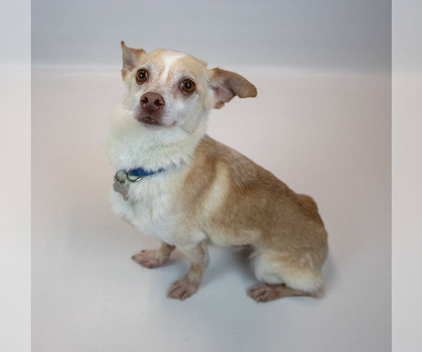 Medium Photo #2 Chihuahua-Unknown Mix Puppy For Sale in Kennesaw, GA, USA