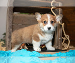 Small #1 Pembroke Welsh Corgi