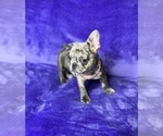 Small Photo #5 French Bulldog Puppy For Sale in KENNESAW, GA, USA
