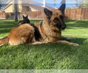 Mother of the German Shepherd Dog puppies born on 11/24/2021