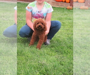 Father of the Poodle (Toy)-Zuchon Mix puppies born on 07/05/2025