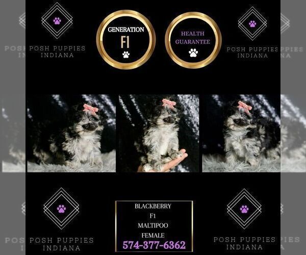Medium Photo #15 Maltipoo Puppy For Sale in WARSAW, IN, USA