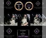 Small Photo #15 Maltipoo Puppy For Sale in WARSAW, IN, USA