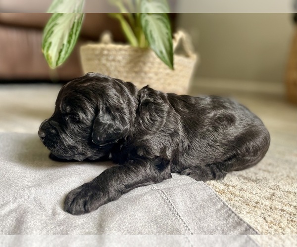 Medium Photo #2 Goldendoodle Puppy For Sale in BUFFALO, MO, USA