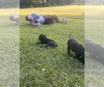 Small #1 Labrador Retriever