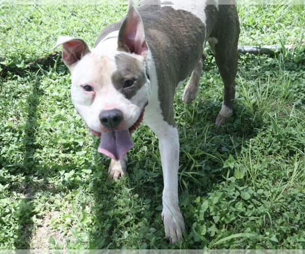 Medium Photo #2 Mutt Puppy For Sale in Abbeville, LA, USA