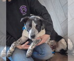 Small #3 Border Collie Mix