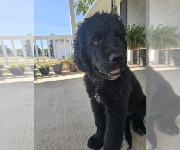 Medium Photo #10 Newfoundland Puppy For Sale in TILTON, IL, USA