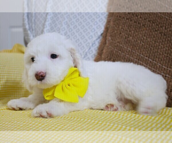Medium Photo #4 Poodle (Miniature)-Sheepadoodle Mix Puppy For Sale in SHIPSHEWANA, IN, USA