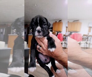 Boxer Puppy for sale in GILBERT, SC, USA