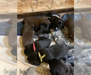 Labrador Retriever Puppy for sale in JUNCTION CITY, OR, USA