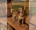 Small Chihuahua Mix