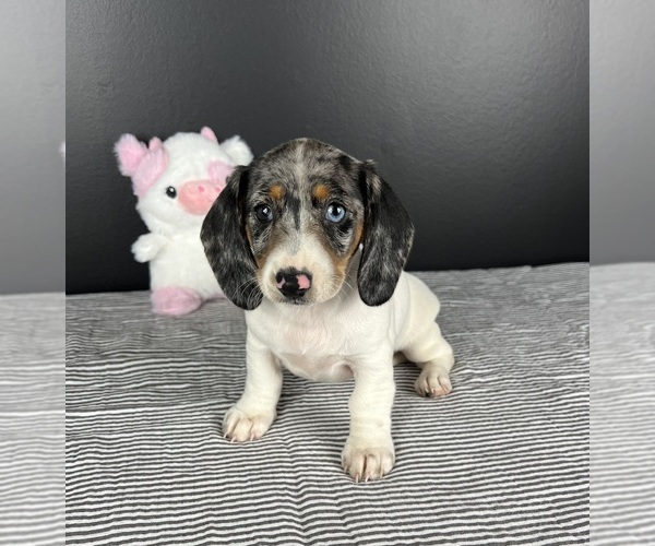 Medium Photo #1 Dachshund Puppy For Sale in INDIANAPOLIS, IN, USA
