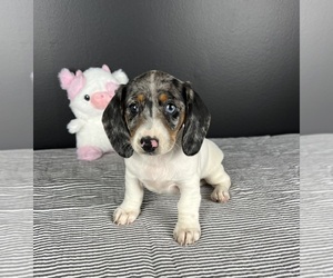 Dachshund Puppy for Sale in INDIANAPOLIS, Indiana USA