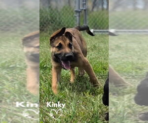 American Pit Bull Terrier-German Shepherd Dog Mix Dogs for adoption in Monte Vista, CO, USA