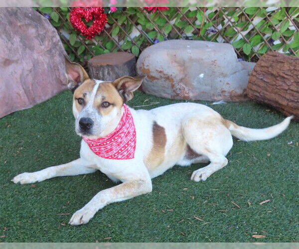 Medium Photo #1 Mutt Puppy For Sale in Oklahoma City, OK, USA