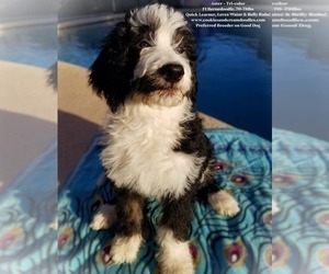 Bernedoodle Puppy for sale in MESA, AZ, USA