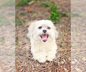 Lhasa Apso-Unknown Mix Dogs for adoption in Pittsburg, CA, USA