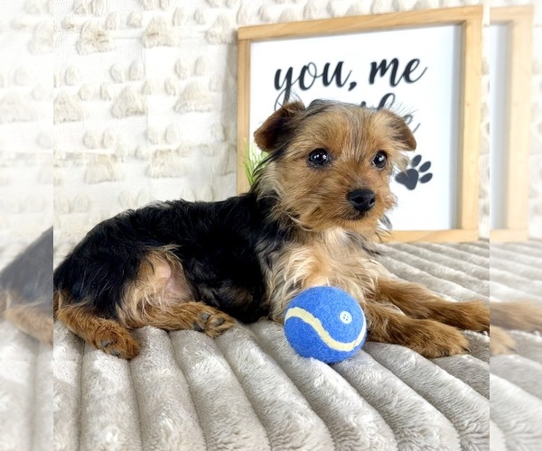 Medium Photo #2 Yorkshire Terrier Puppy For Sale in GREENFIELD, IN, USA