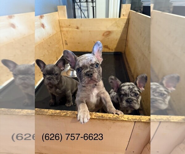 Medium Photo #1 French Bulldog Puppy For Sale in HACIENDA HEIGHTS, CA, USA