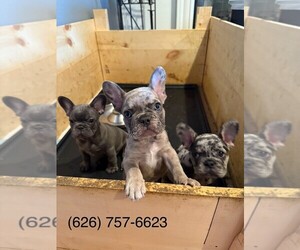 French Bulldog Litter for sale in HACIENDA HEIGHTS, CA, USA