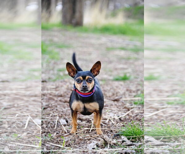 Medium Photo #10 Chihuahua Puppy For Sale in Sandy, UT, USA