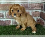 Small #3 Cavalier King Charles Spaniel