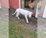 Small Photo #7 Dogo Argentino Puppy For Sale in MULBERRY, FL, USA