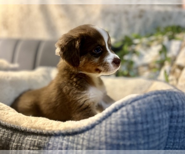 Medium Photo #3 Australian Shepherd Puppy For Sale in LUMBERTON, TX, USA