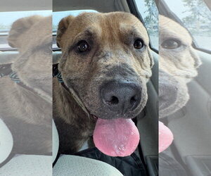 Pongo - Male Labrador Retriever-Unknown Mix Dog for Adoption - Photo #2