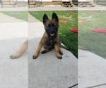 Small Photo #2 Belgian Malinois Puppy For Sale in ANKENY, IA, USA
