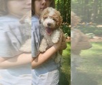 Small Photo #4 Aussiedoodle Miniature -Poodle (Miniature) Mix Puppy For Sale in POWDER SPRINGS, GA, USA
