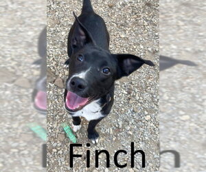 Finch - Male Mutt Dog for Adoption