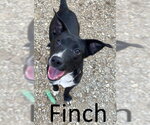 Finch - Male Mutt Dog for Adoption - Small photo